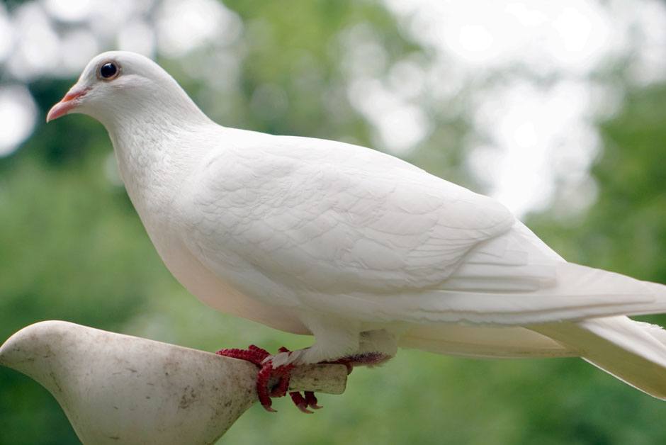 Collared Doves